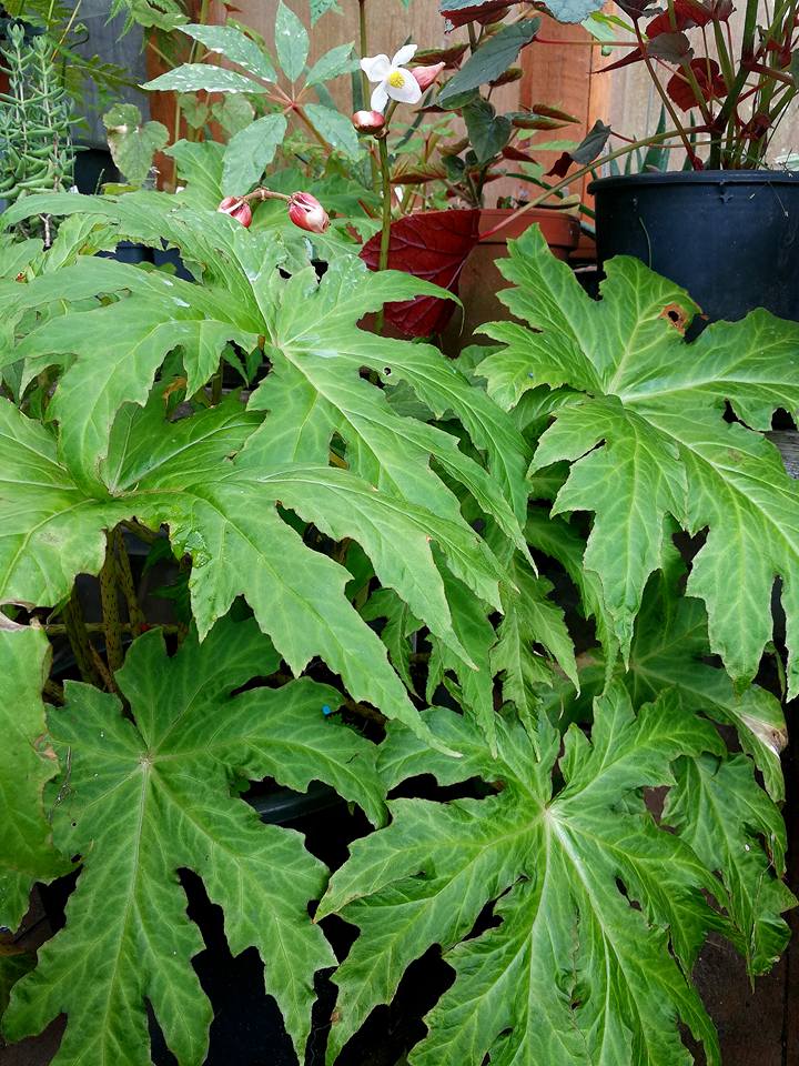 B. panchtharensis